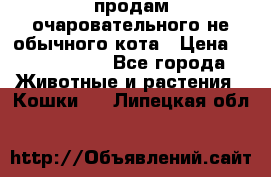 продам очаровательного не обычного кота › Цена ­ 7 000 000 - Все города Животные и растения » Кошки   . Липецкая обл.